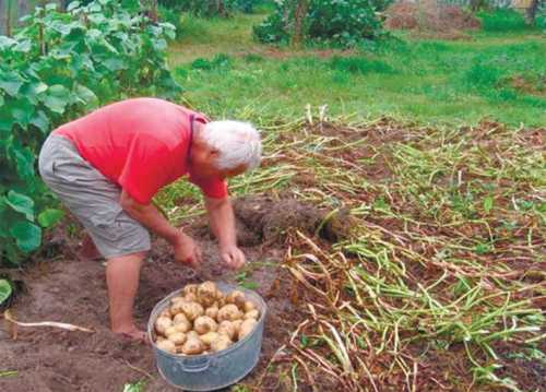 несмотря на насмешки продавца, мальчик купил хромого щенка
